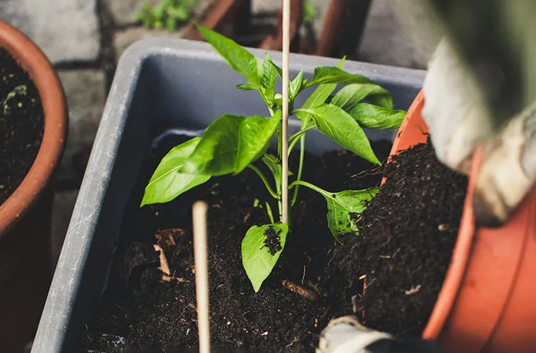 Хобби, которые приносят женщинам доход