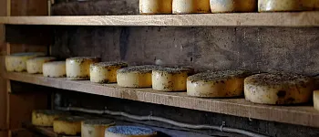 Самые известные добавки в сыр Самые известные добавки в сыр
